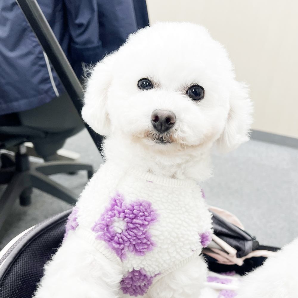 とわちゃんとオハナちゃんの里帰り☆